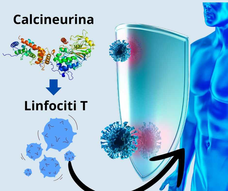 campi elettromagnetici (EMF) possono influenzare la produzione e l’attività della calcineurina, un enzima chiave nel sistema immunitario. La calcineurina è una fosfatasi proteica cruciale per l’attivazione delle Linfociti T